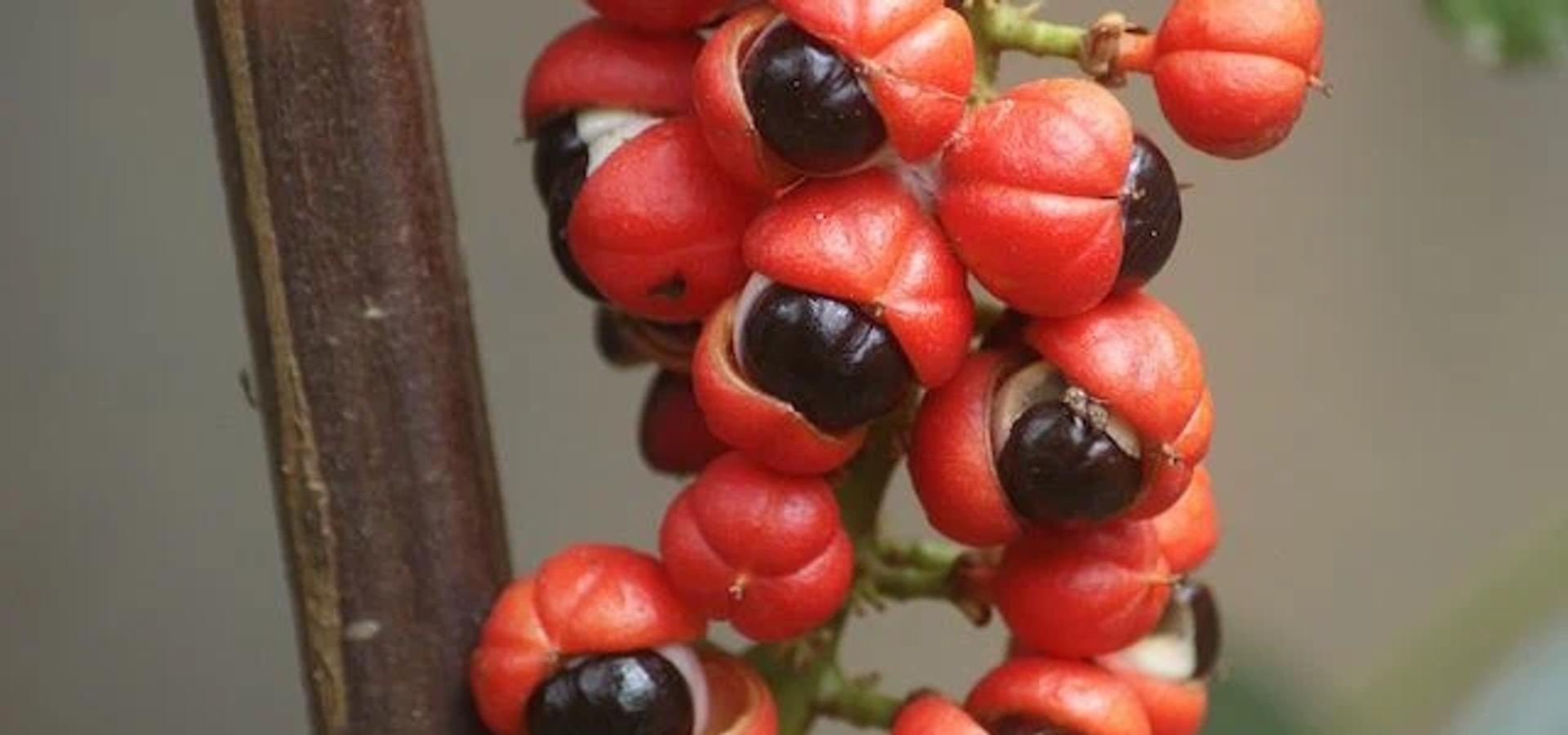 Guarana
