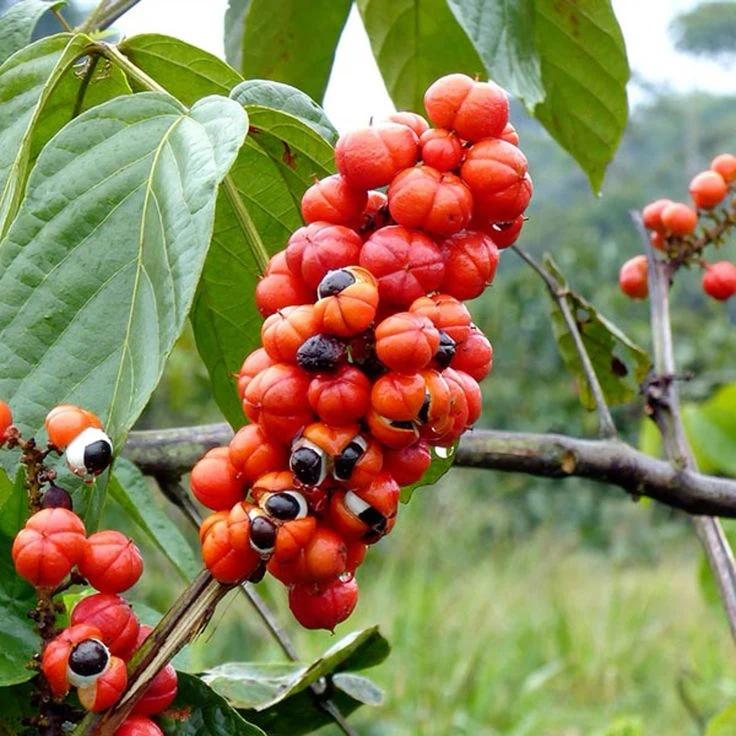 Guarana bitkisi