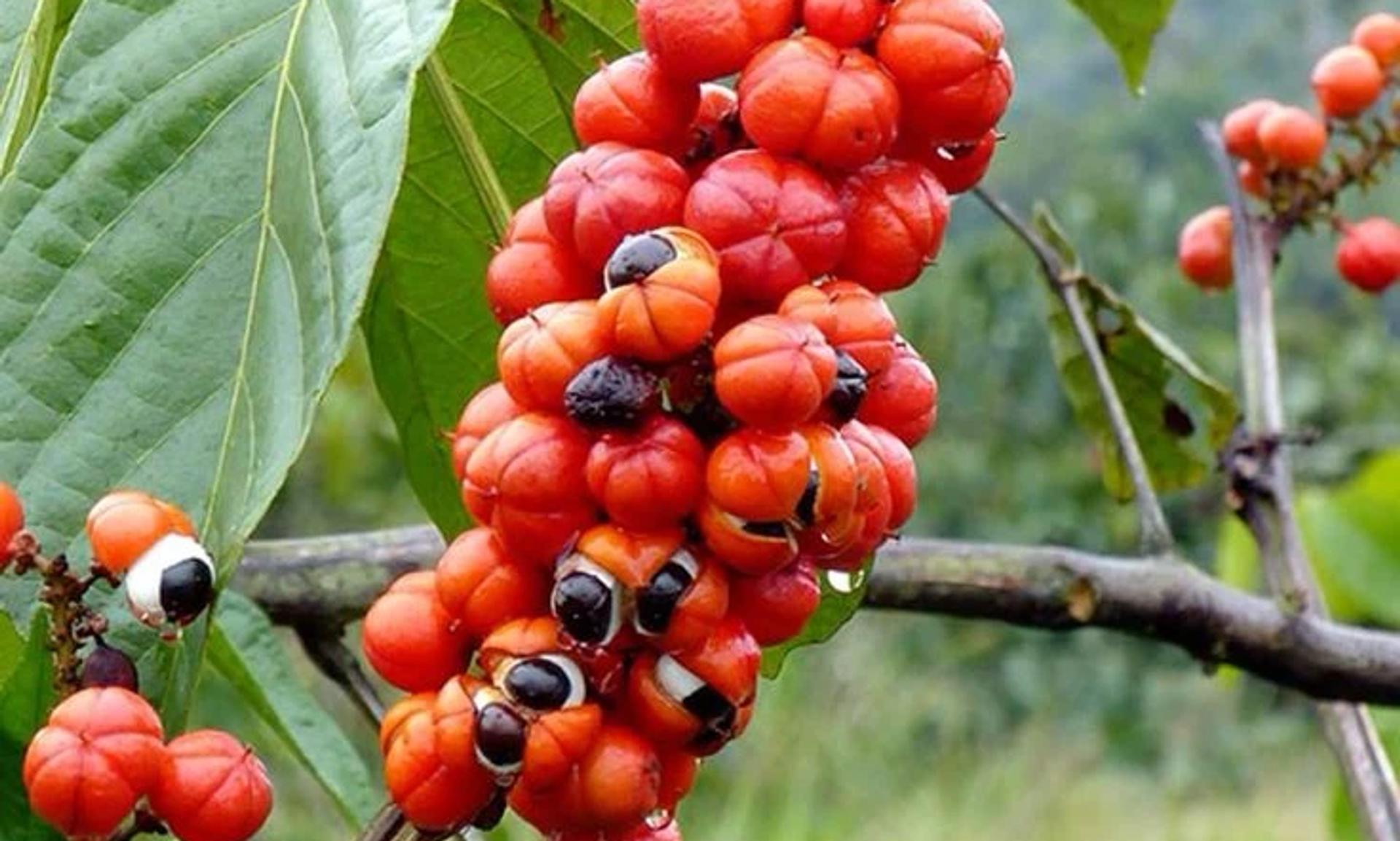 Guarana bitkisi