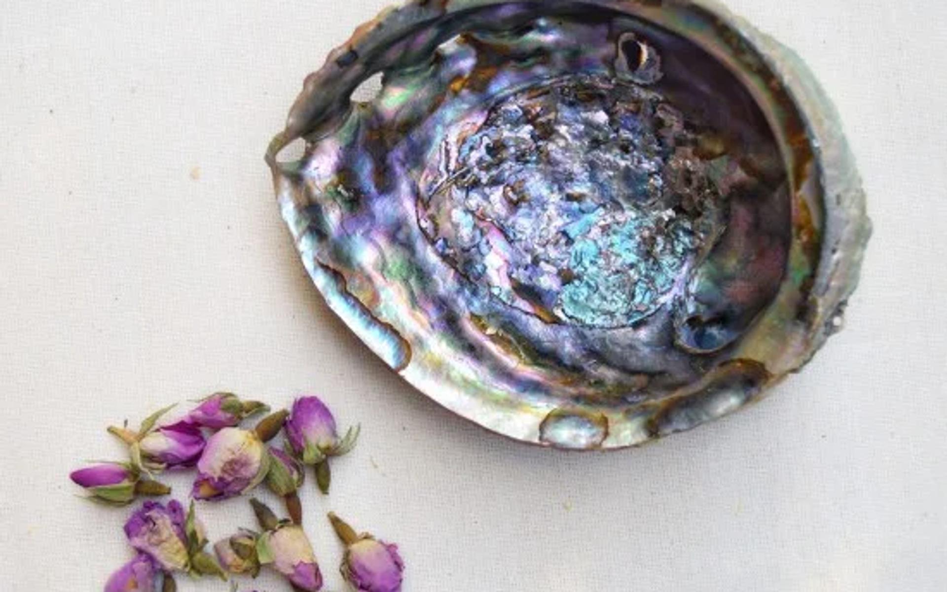 Abalone Kabuk kullanım örnekleri