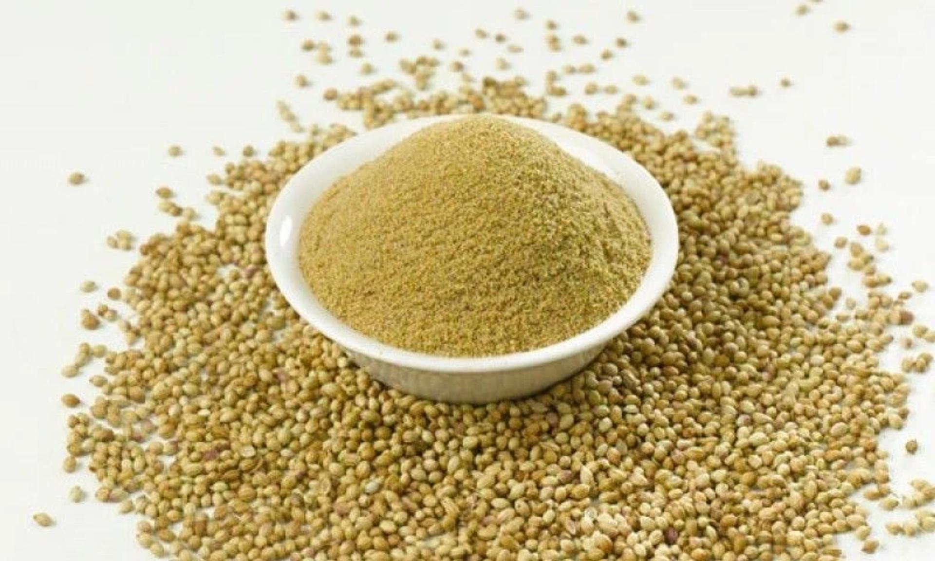 Kişniş bitkisi