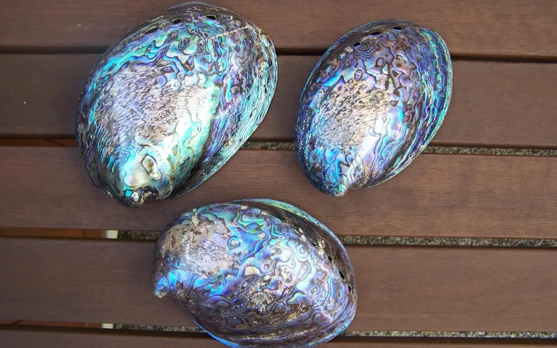 Abalone Kabuk kristal oluşumu