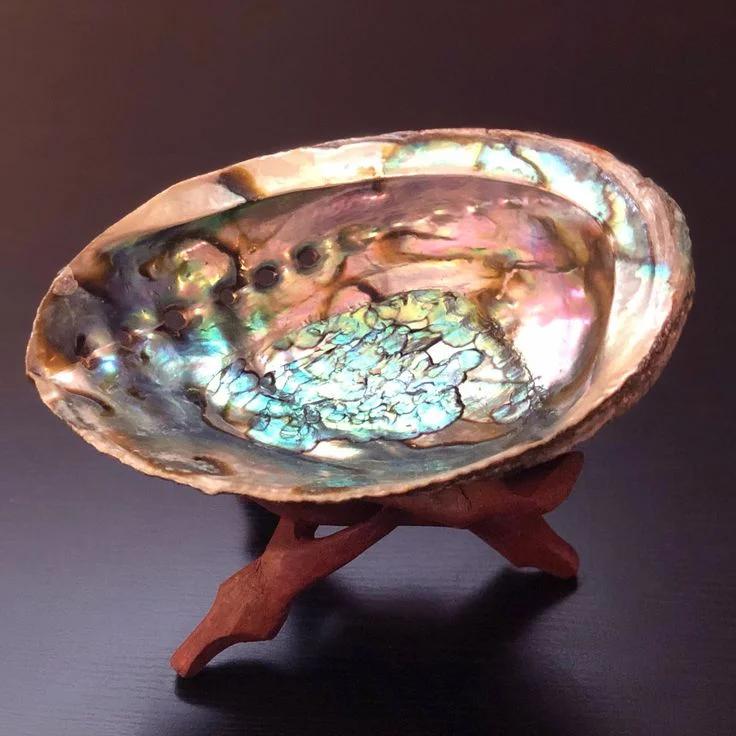 Abalone Kabuk
