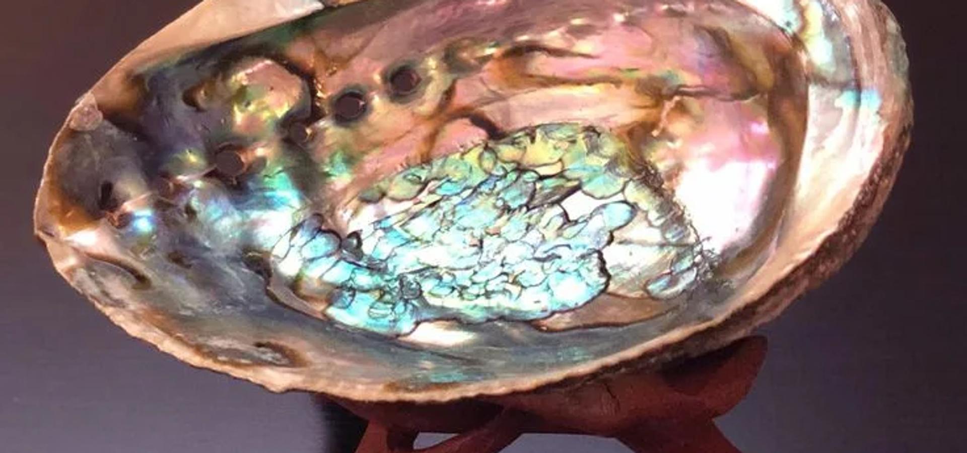 Abalone Kabuk