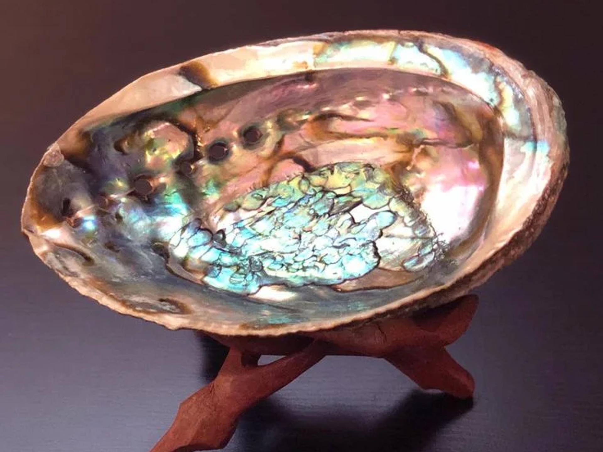 Abalone Kabuk