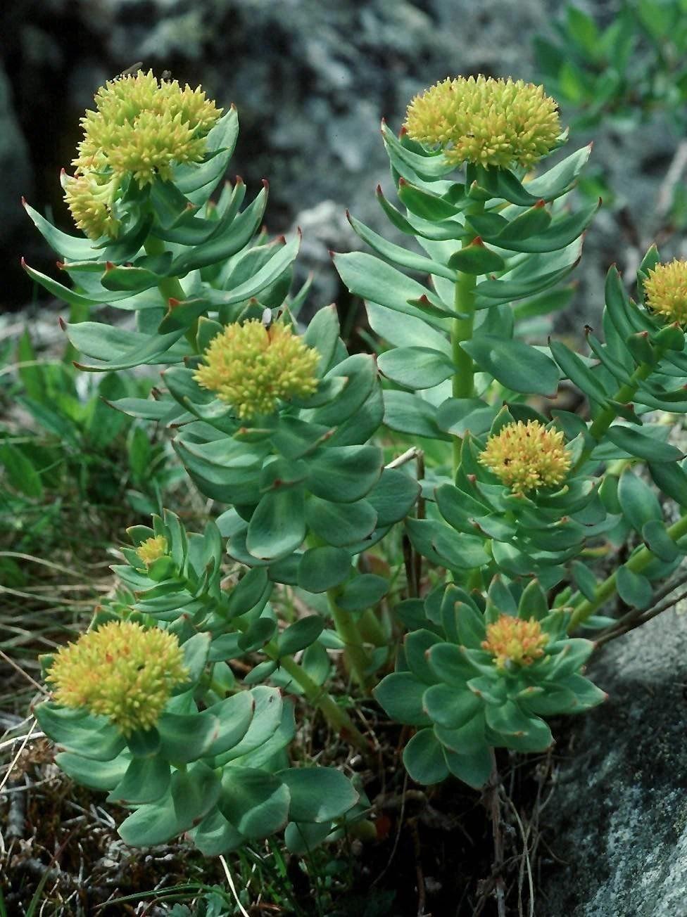 Rhodiola Rosea bitkisi