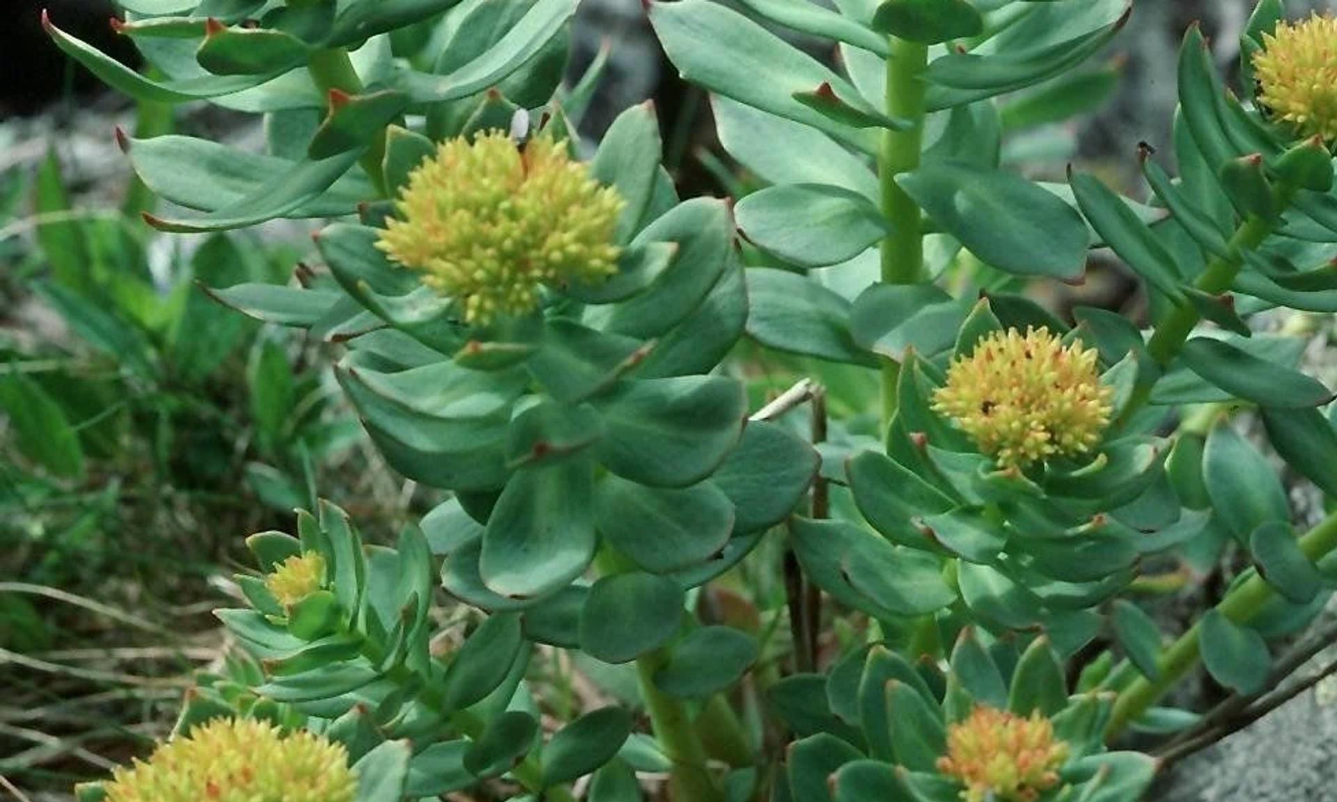 Rhodiola Rosea bitkisi