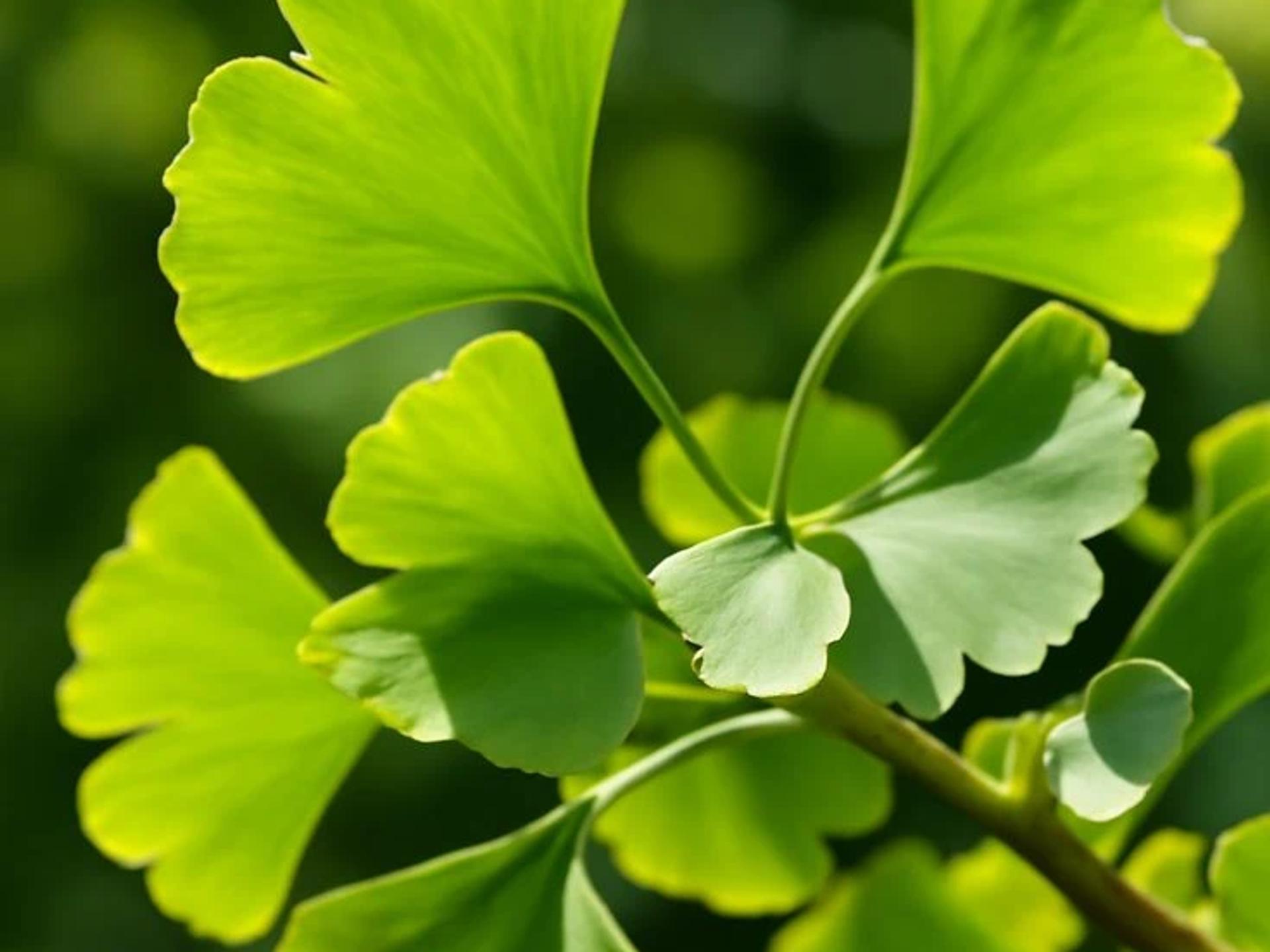Ginkgo Biloba