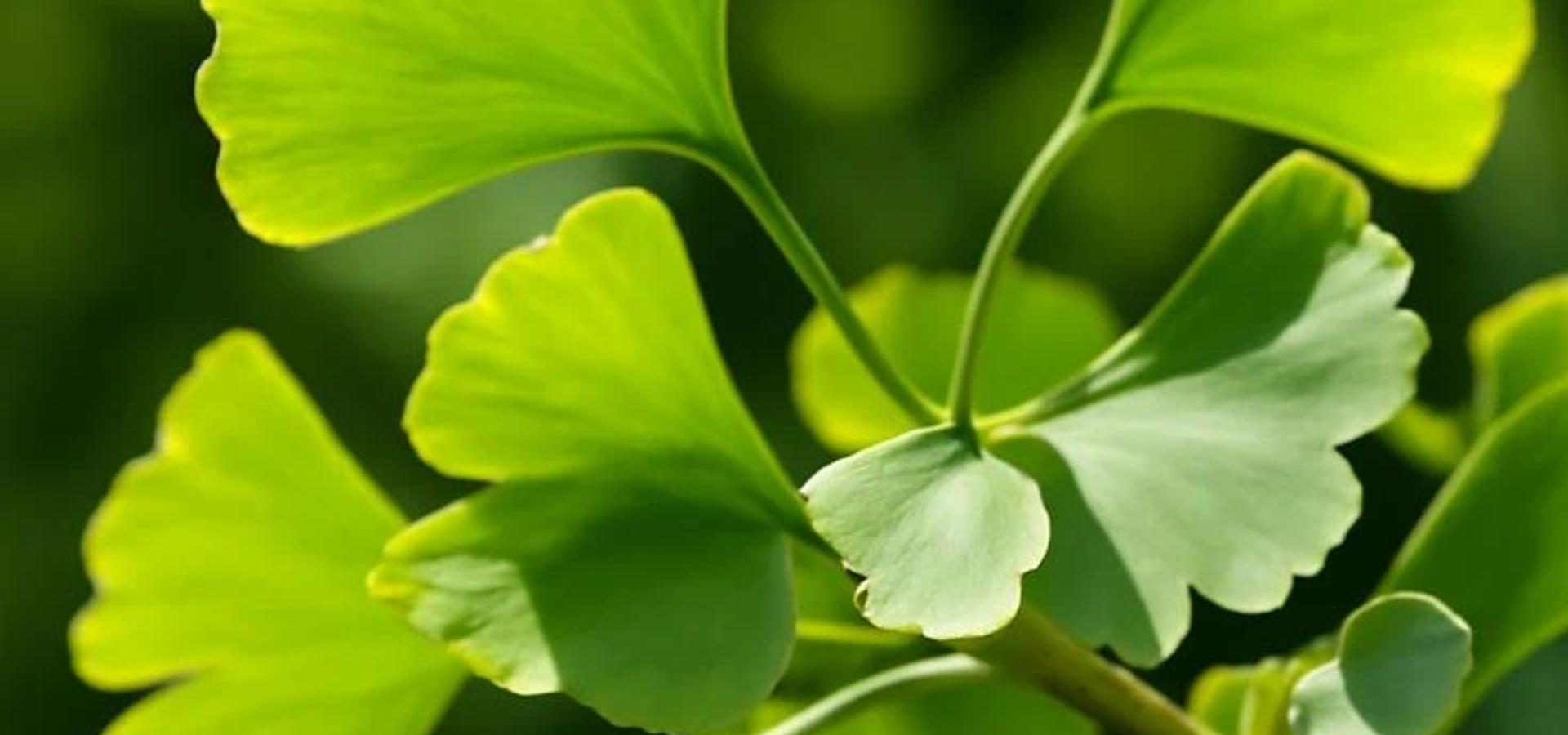 Ginkgo Biloba