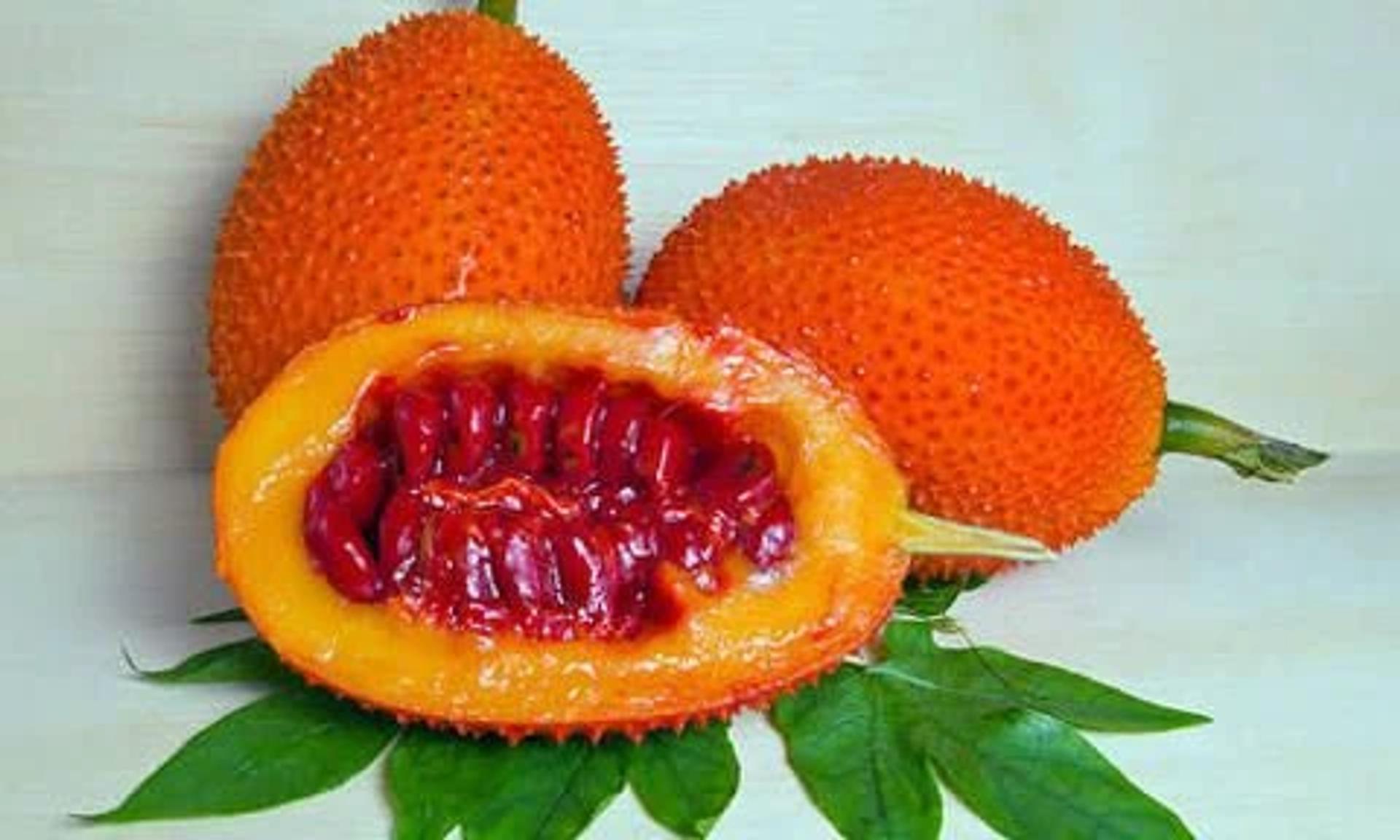 Kudret Narı bitkisi