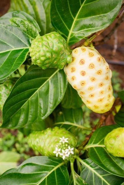 Noni bitkisi