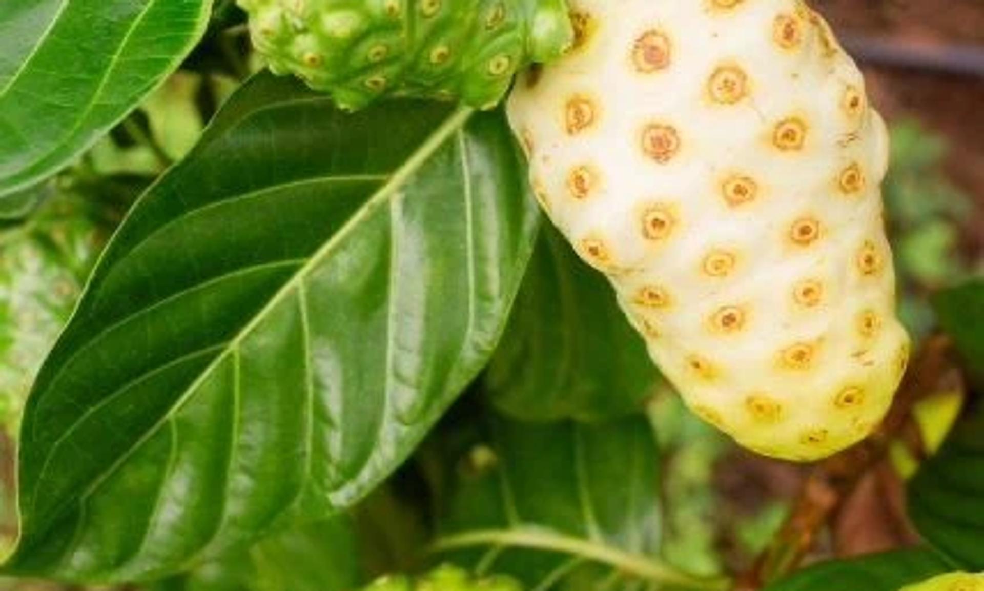 Noni bitkisi