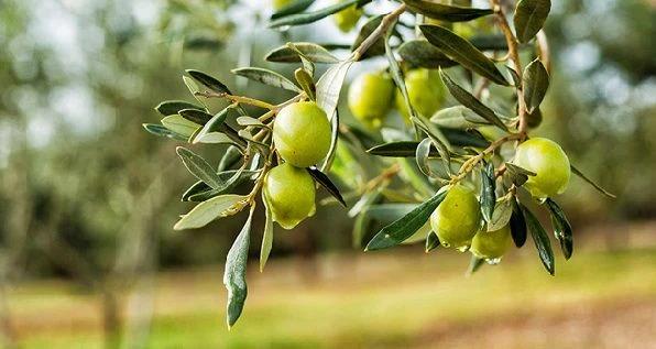 Zeytin Yaprağı bitkisi