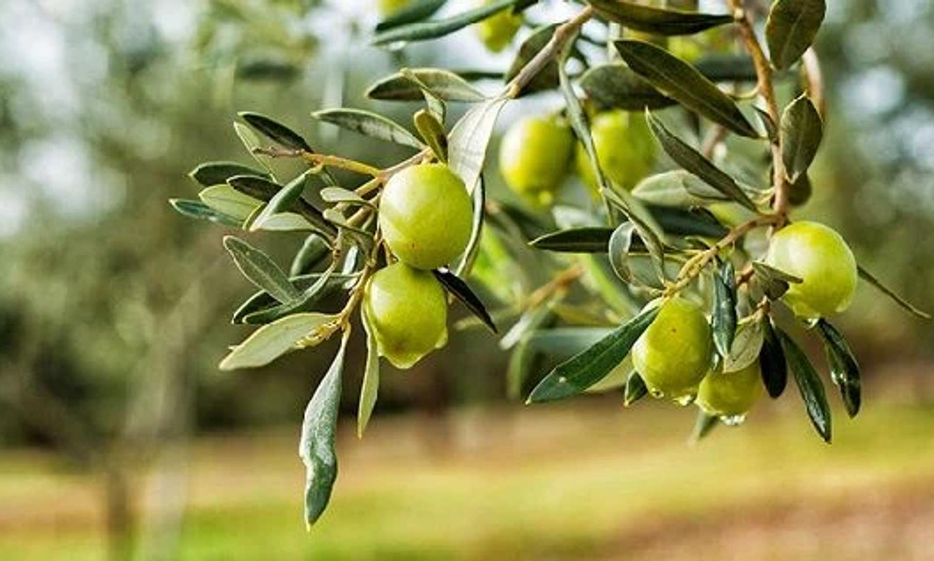 Zeytin Yaprağı bitkisi