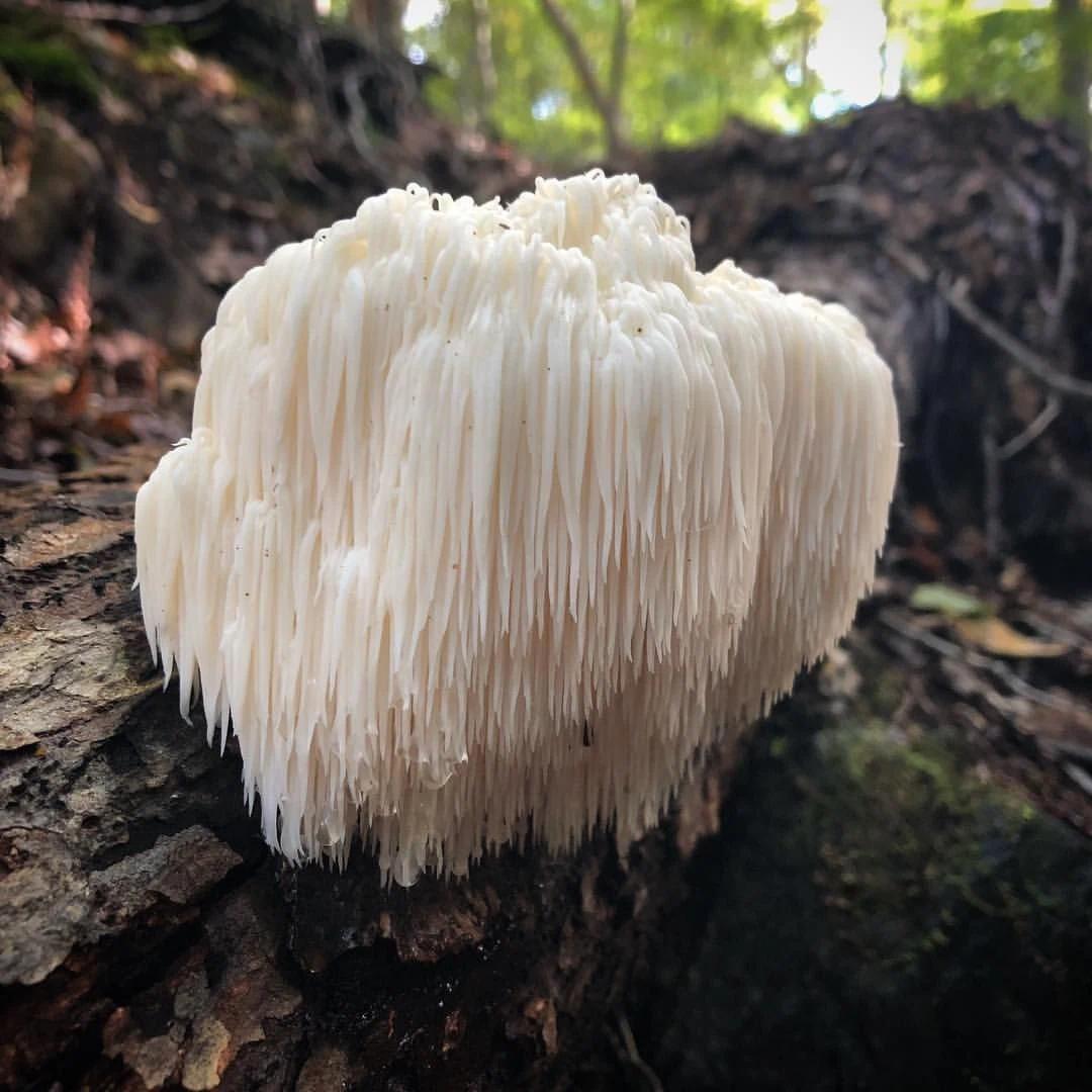 Aslan Yelesi Mantarı bitkisi