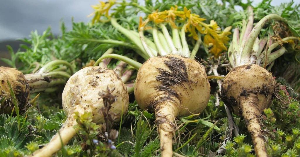 Maca Kökü bitkisi