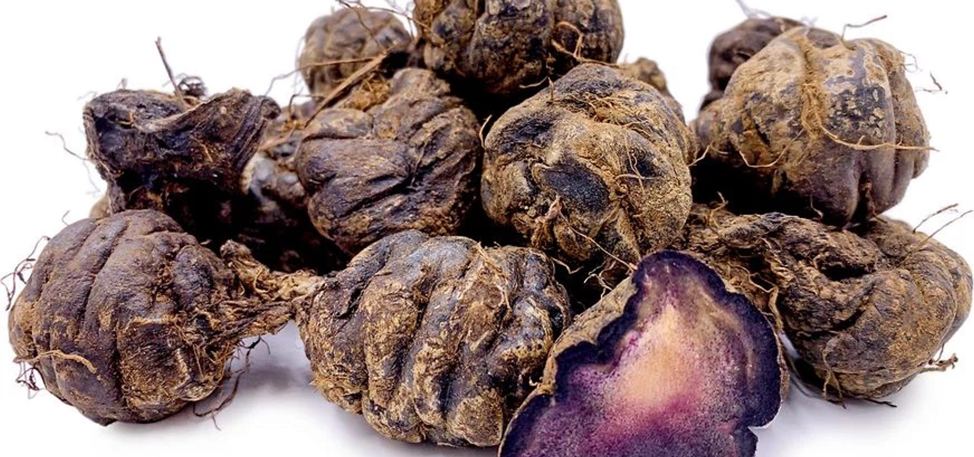Maca Kökü