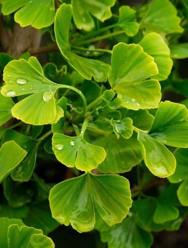 Ginkgo Biloba bitkisi