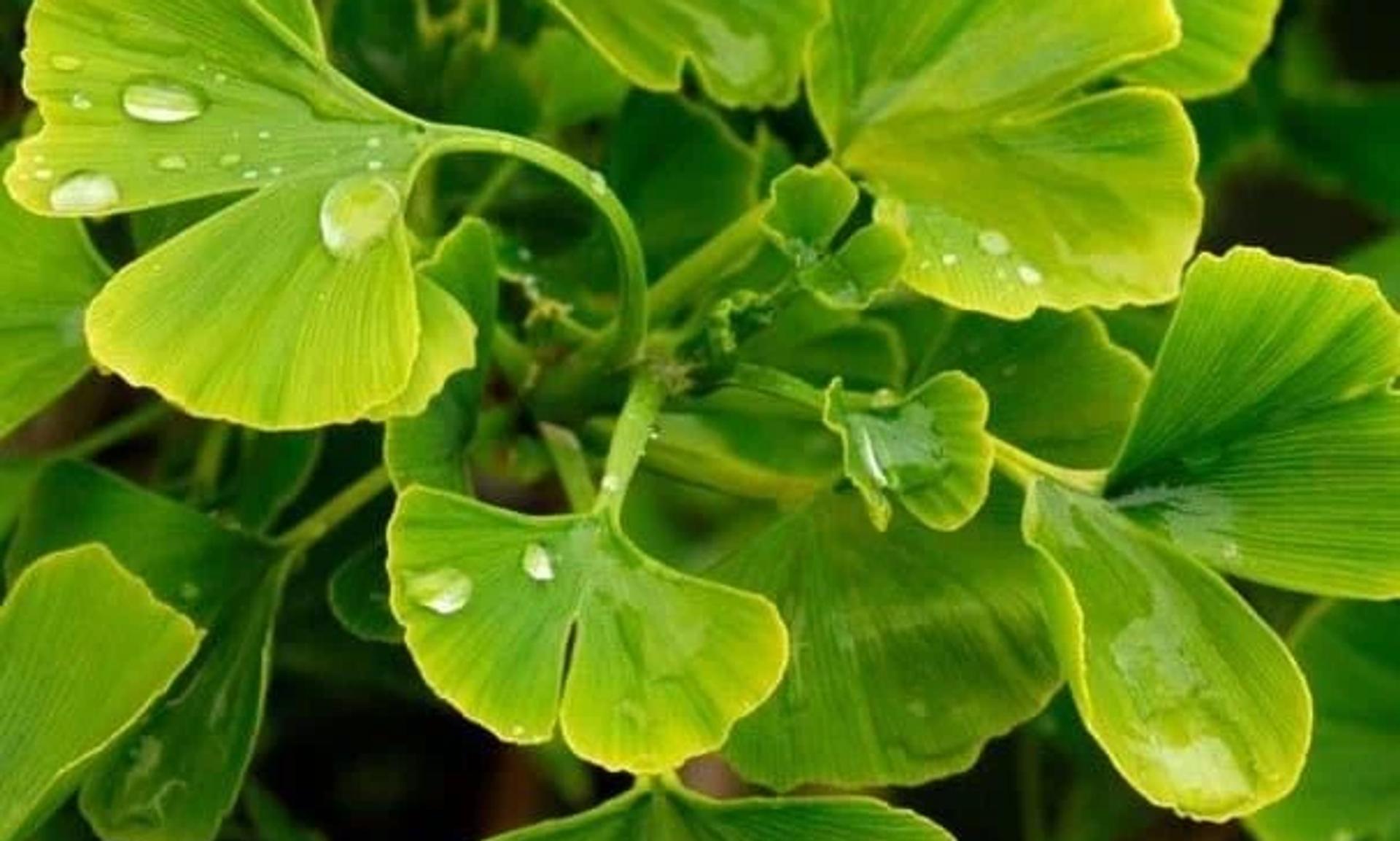 Ginkgo Biloba bitkisi
