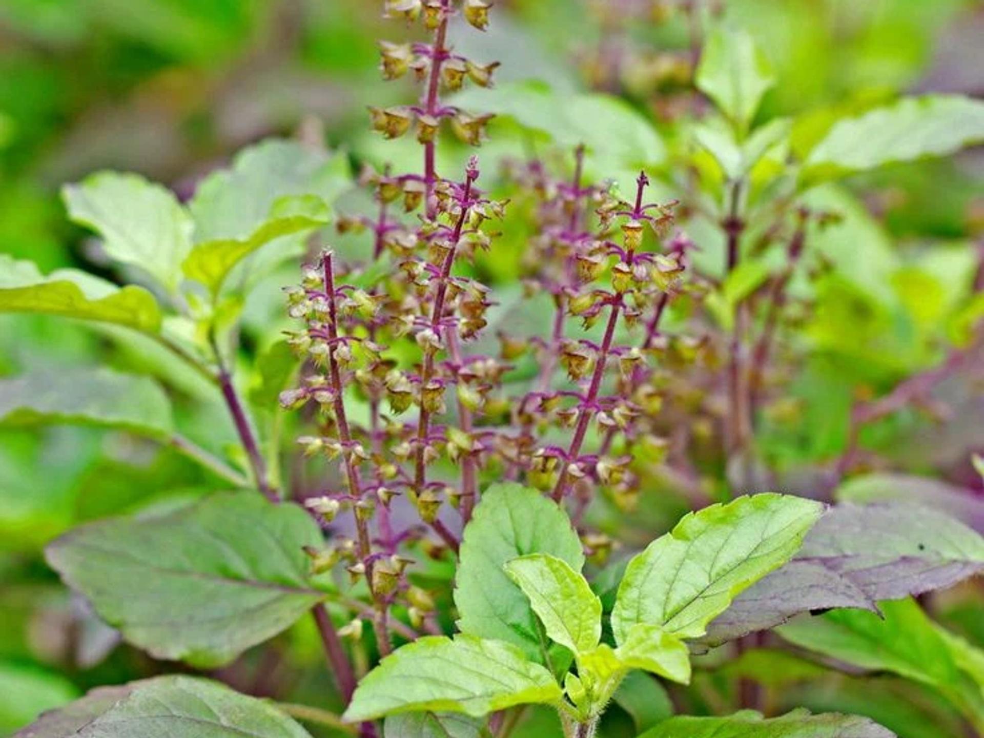 Tulsi