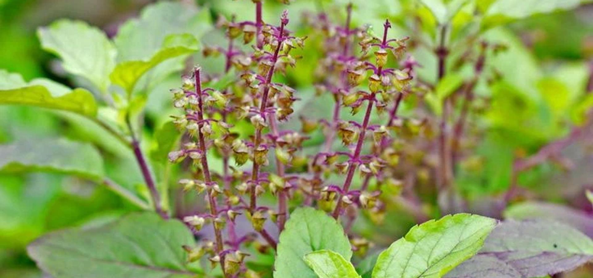 Tulsi