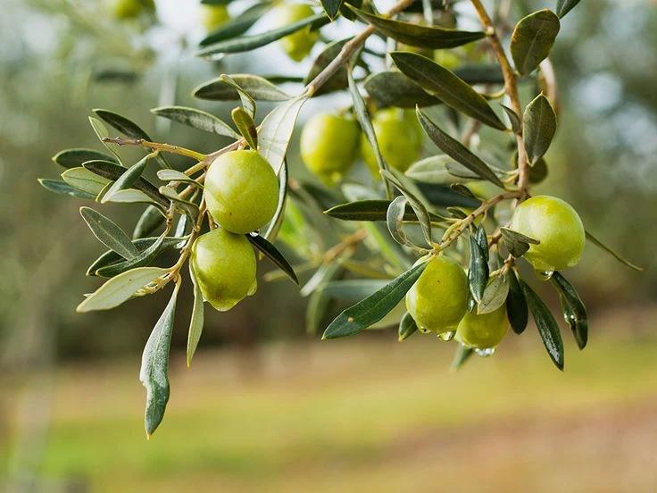 Zeytin bitkisi
