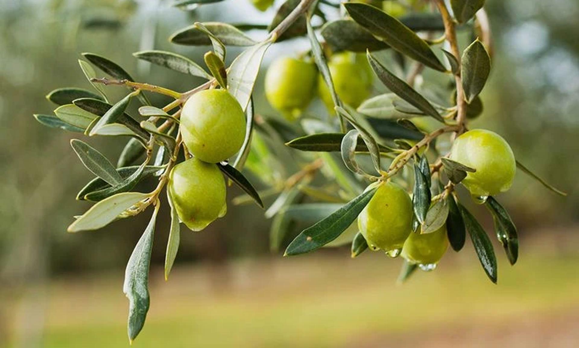 Zeytin bitkisi
