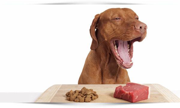 Dierenverzekering Vergeljiken