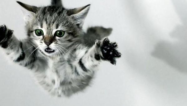 Katten vallen altijd op hun pootjes