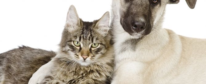 112huisdier dierenverzekering contact