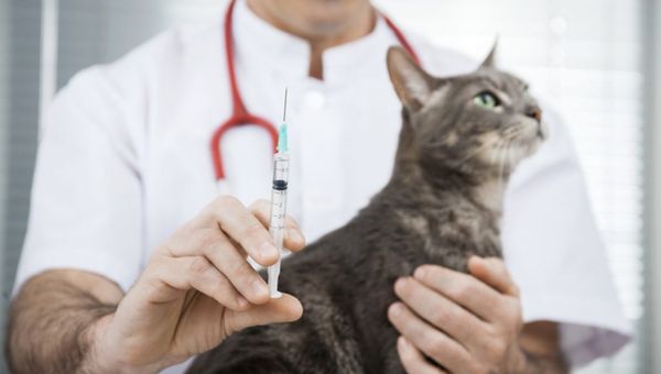 Sterilisatie van Katten: Informatie en Kosten