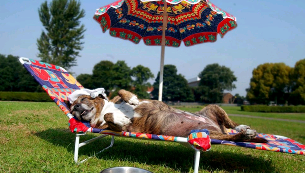 Dierendag: tips om je huisdier eens in het zonnetje te zetten!