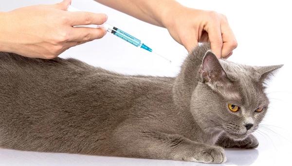 Vergelijking van Honden- en Kattenverzekeringen