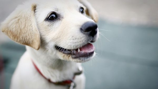 Sterilisatie van Honden: Informatie en Kosten