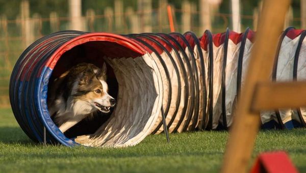 De juiste dierenverzekering voor sporthonden