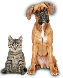 dierenverzekering afsluiten