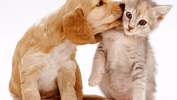 Waarde van hond hoger dan kat?