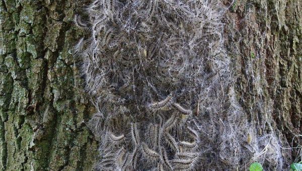 Hond kan last krijgen van eikenprocessierups