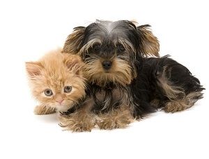 Dierenverzekering vergelijken