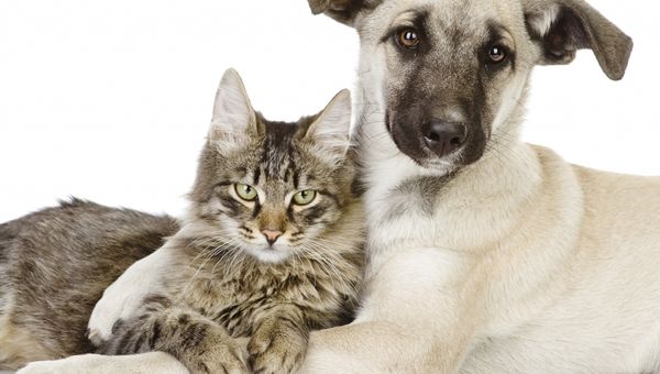 Abonnement – Hart Voor Dieren | 12 Maanden 58% Korting