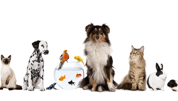 Dierenartskosten en Behandelingscodes