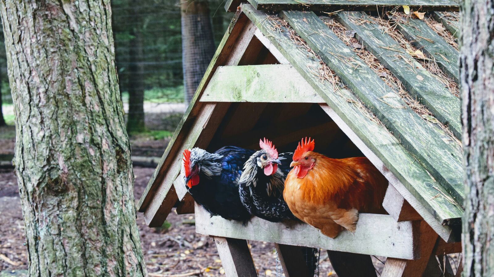 Chiến dịch #NoBirdFlu: EFSA và Ủy ban Châu Âu công bố các giải pháp thực tiễn ngăn chặn cúm gia cầm