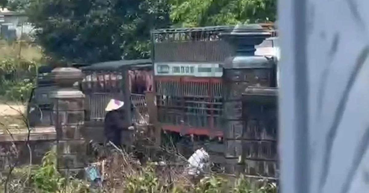 Quảng Trị triệt phá đường dây vận chuyển 250 tấn heo nhiễm dịch tả heo châu Phi