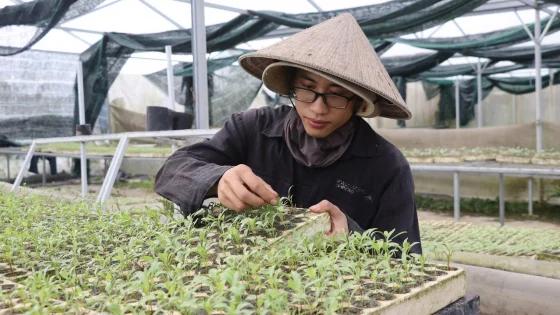 Đà Nẵng đẩy mạnh mở rộng quy mô sản xuất rau an toàn và hữu cơ