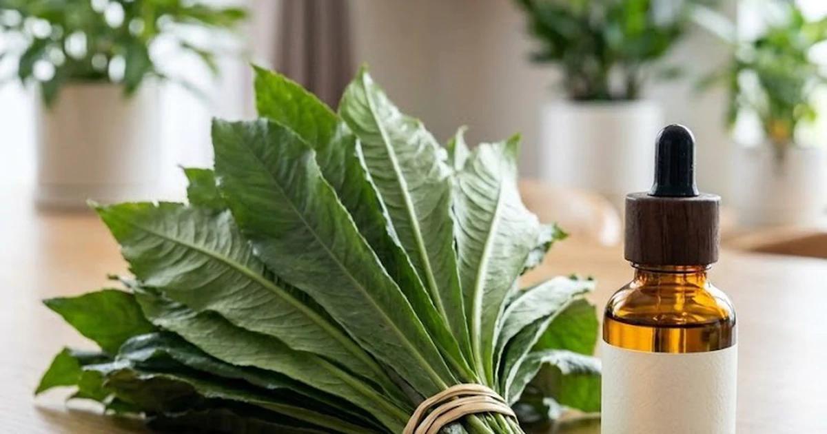 Health Benefits and Scientific Values of Blumea lanceolaria Leaves