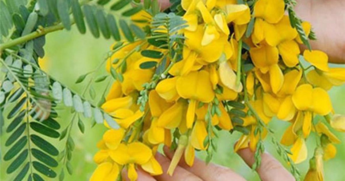 Khám phá giá trị dinh dưỡng và lợi ích sức khỏe từ bông điên điển