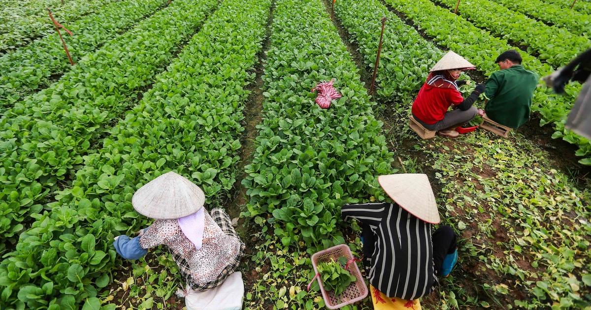 Việt Nam xây dựng tiêu chuẩn mới cho rau an toàn: Hướng tới sự đơn giản và thực tiễn