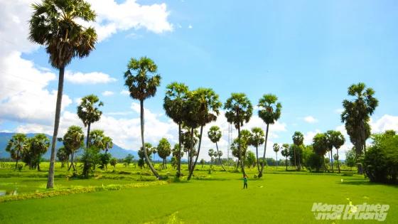 Phát triển vùng sản xuất thốt nốt hữu cơ quy mô lớn tại Bảy Núi, An Giang