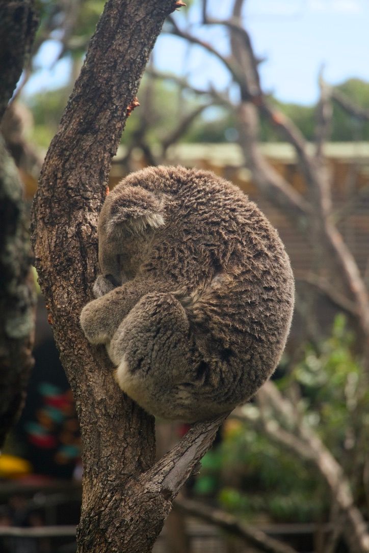 koala in the trees