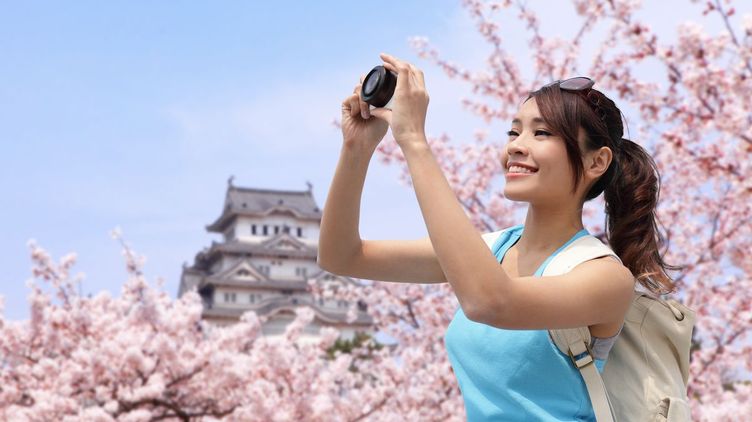 Asian woman looking at sakura cherry blossoms